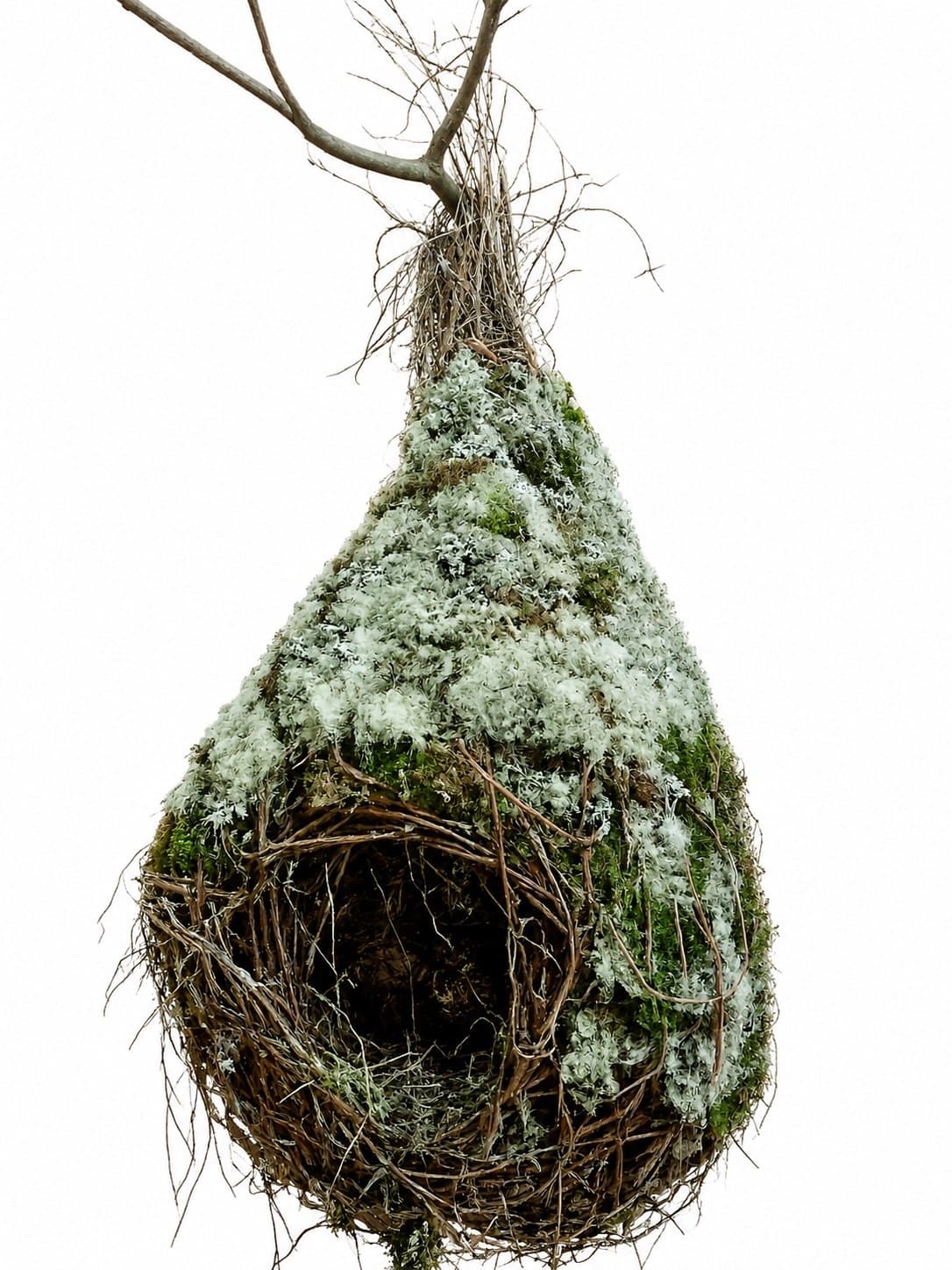 Algerian Bushtit Nest